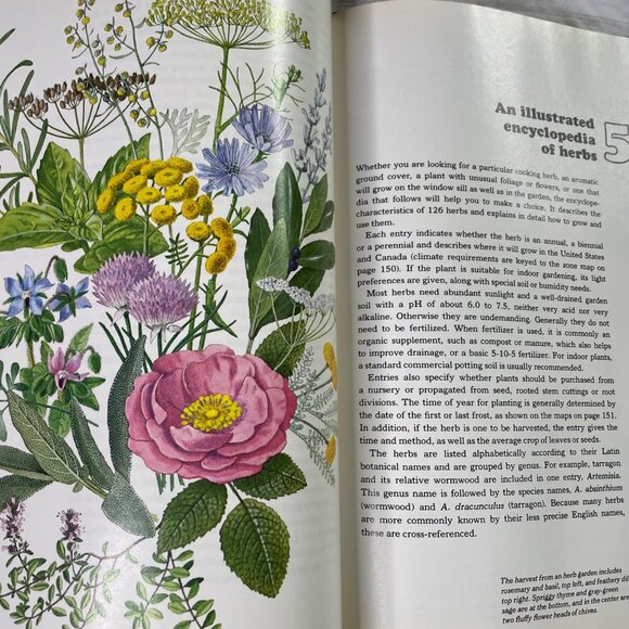 Growing Herbs Time Life Encyclopedia of Gardening u 1977 How to Grow - Picture 8 of 11